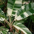 Variegated Musa Ae Ae Banana Live Planting - Rare Tropical Variety product logo