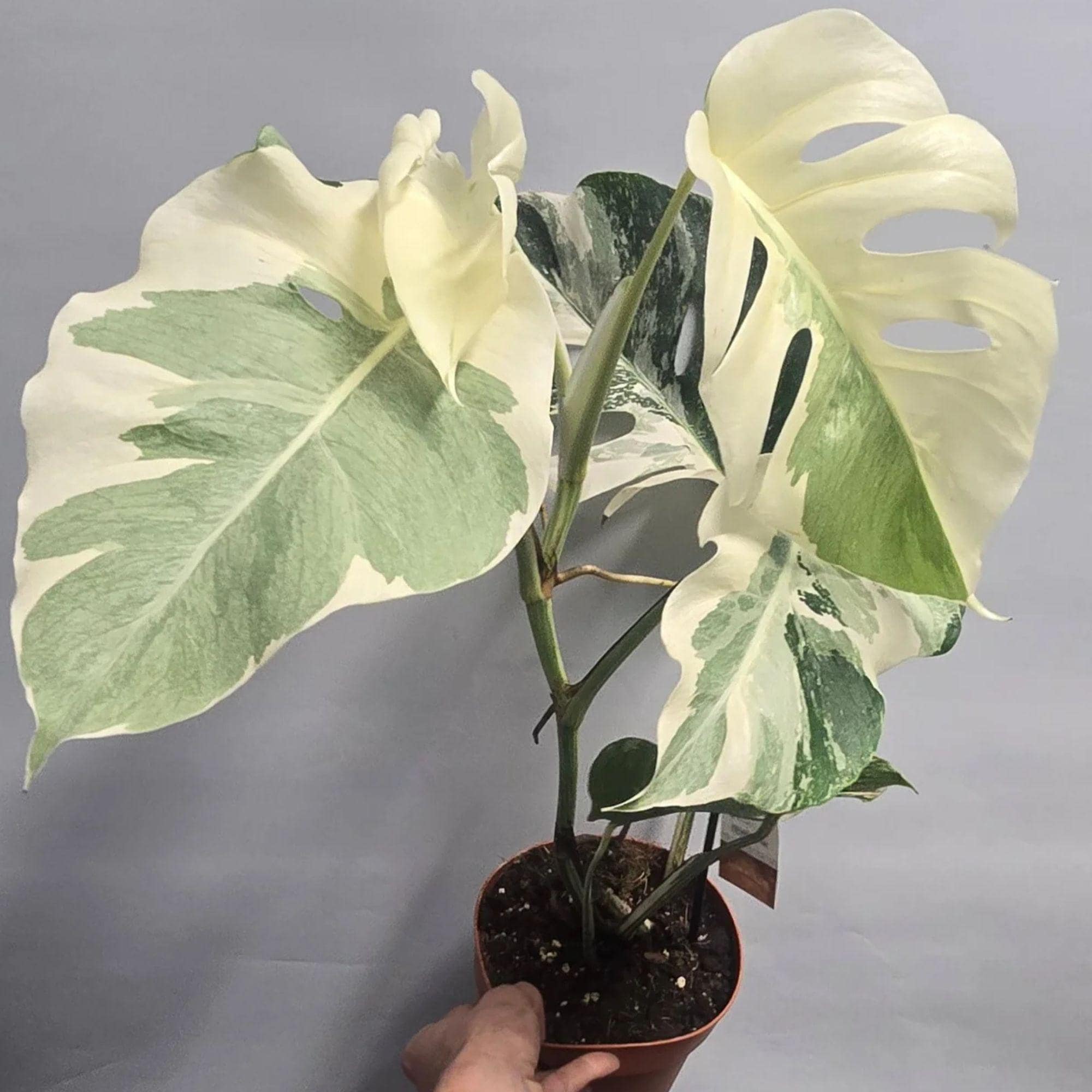 Monstera white lava - Etsy 日本