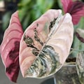 Alocasia Cuprea Pink Variegated Live Plant Corms Rare Plant Indoor Outdoor Gardening product logo