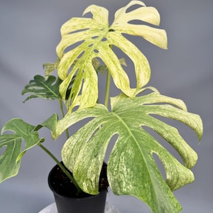 Mint Variegated Monstera Borsigiana Node Cutting | Rare Houseplant