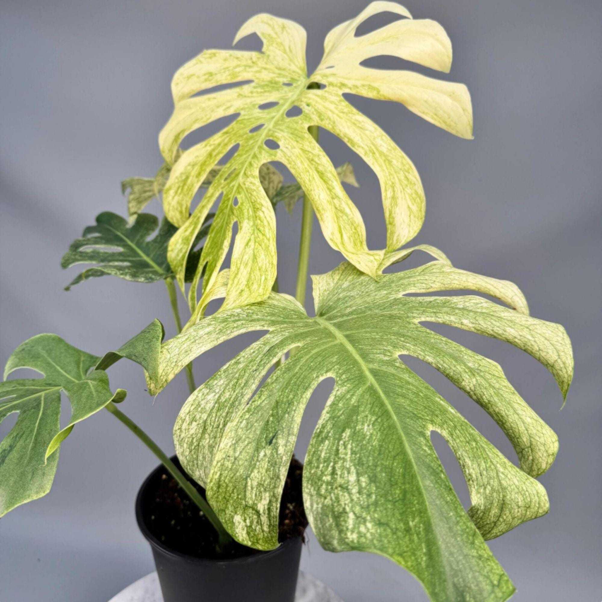 Monstera Mint Borsigiana - Etsy