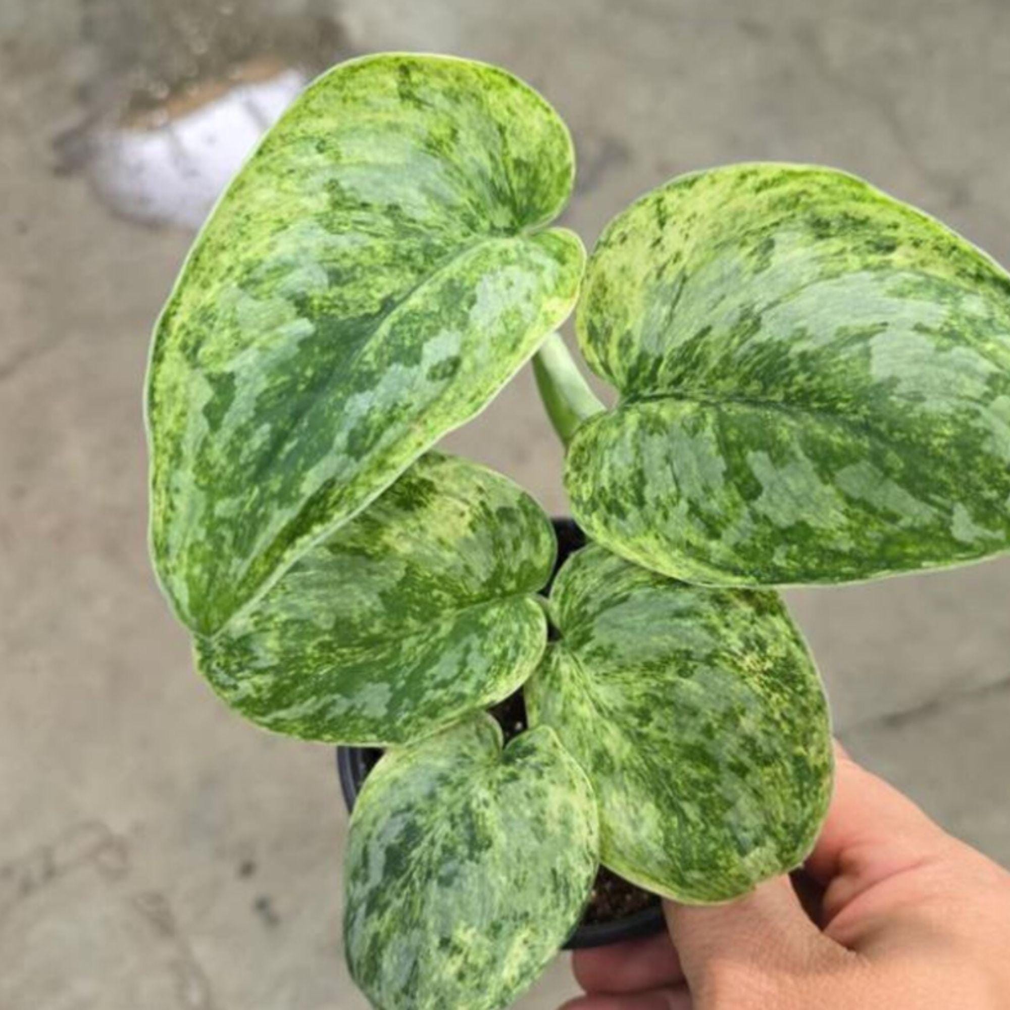 Scindapsus Tembaga - Etsy