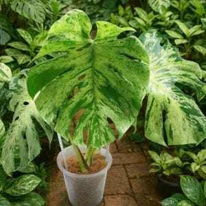 Monstera Deliciosa Bulbasaur Variegated Rare live Plants Rooted Node Cutting Indoor Outdoor Gardening