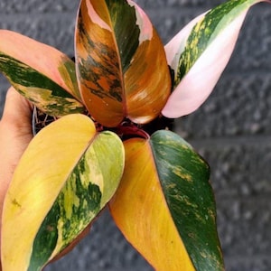 Philodendron Pink Princess Tricolor Variegated Planting Rooted Node Cutting