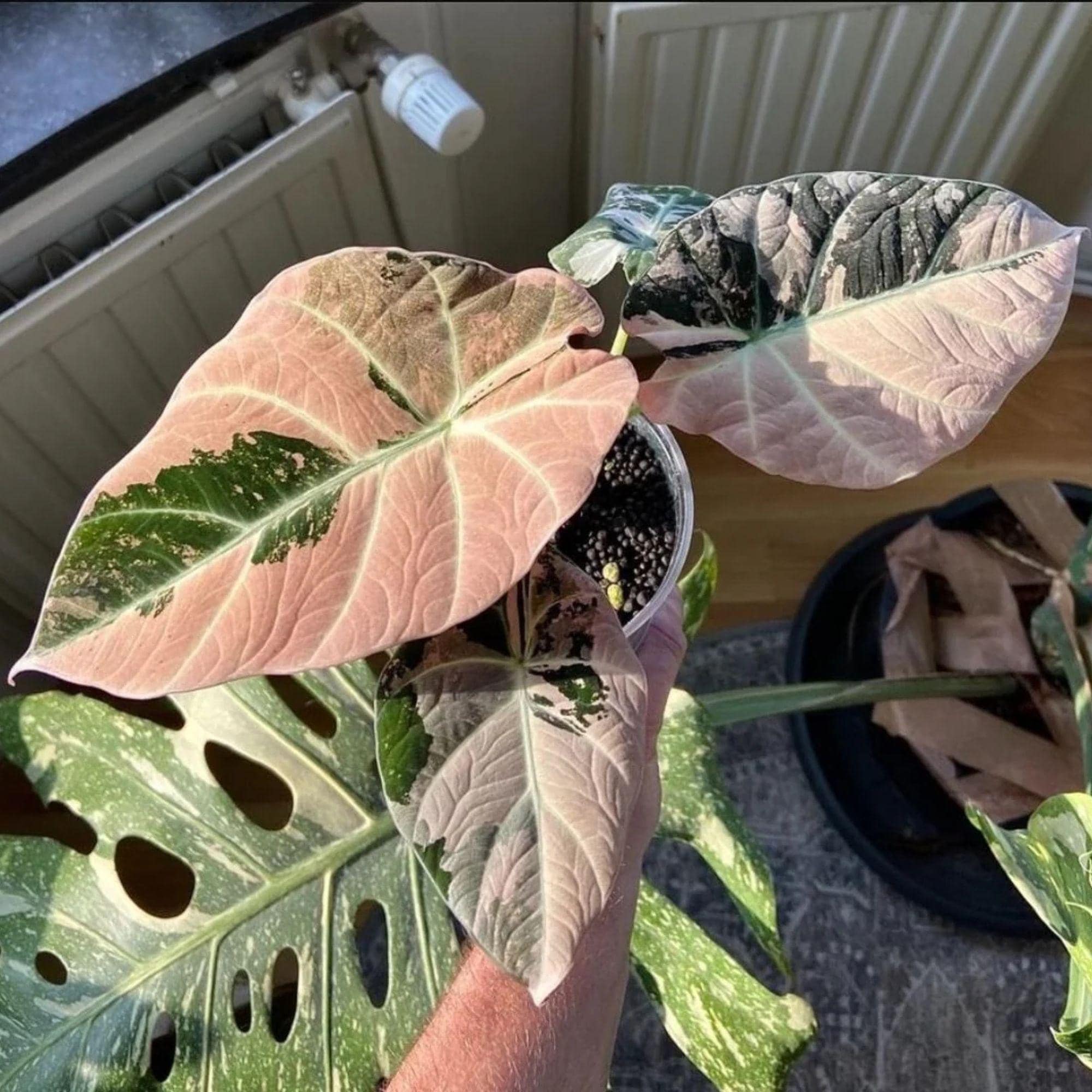 Alocasia black velvet pink variegated - Etsy 日本