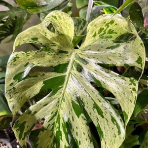 Monstera Deliciosa Bulbasaur Variegated planting Rooted cutting With mature leaf