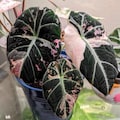 Alocasia Black Velvet Pink Variegated live Corms Rare Plant Indoor Outdoor Gardening product logo