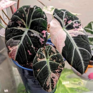 Alocasia Black Velvet Pink Variegated live Corms Rare Plant Indoor Outdoor Gardening