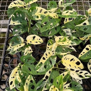 Monstera Adansonii Variegated Live Planting Rooted Nodes Cutting