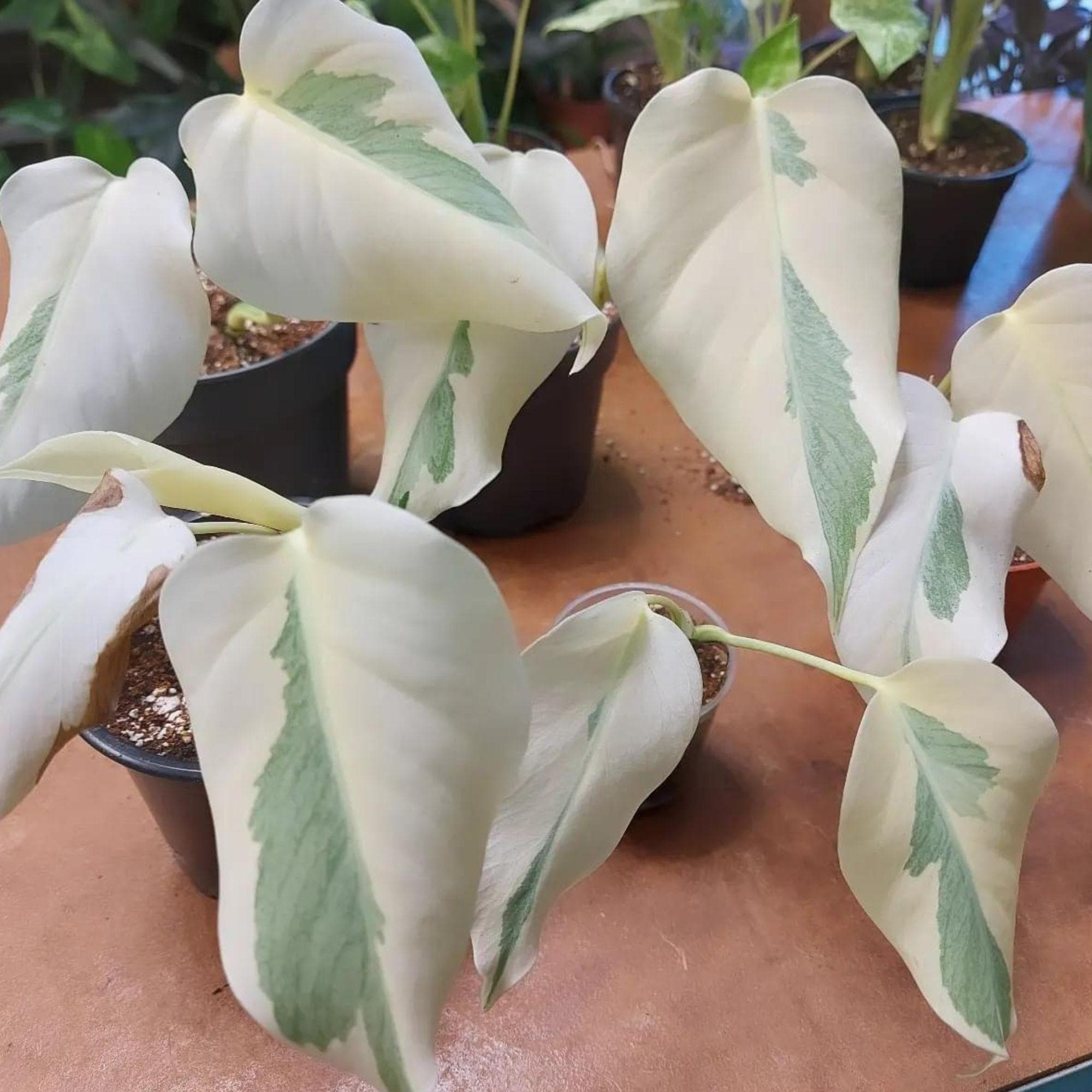 Monstera white lava - Etsy 日本