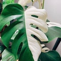 Monstera Albo Halfmoon  Highly Variegated Rooted Cuttings Houseplant