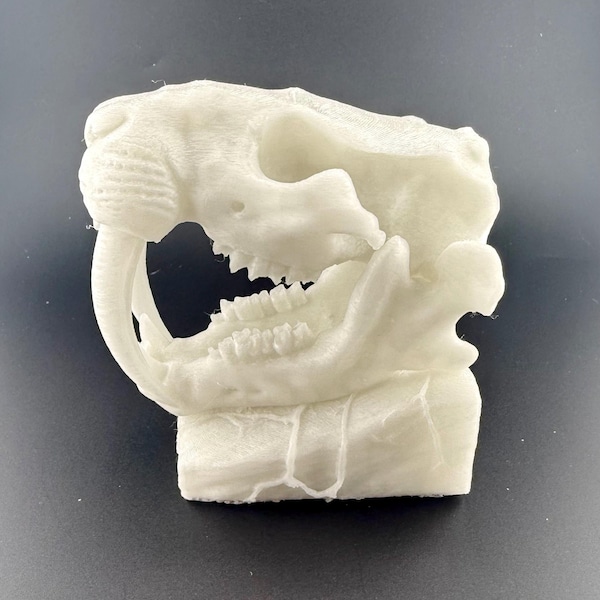 Saber-Toothed Cat (Smilodon) — Skull