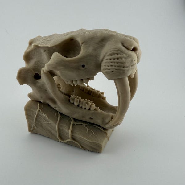 Saber-Toothed Cat (Smilodon) — Skull