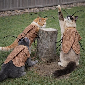 May include: Three cats wearing brown and tan striped insect costumes with black antennae. One cat is looking up with a paw raised, another is looking at a tree stump, and the third is on the ground.