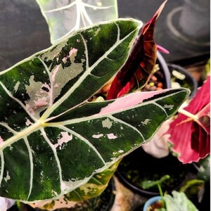 Alocasia longiloba - Etsy 日本