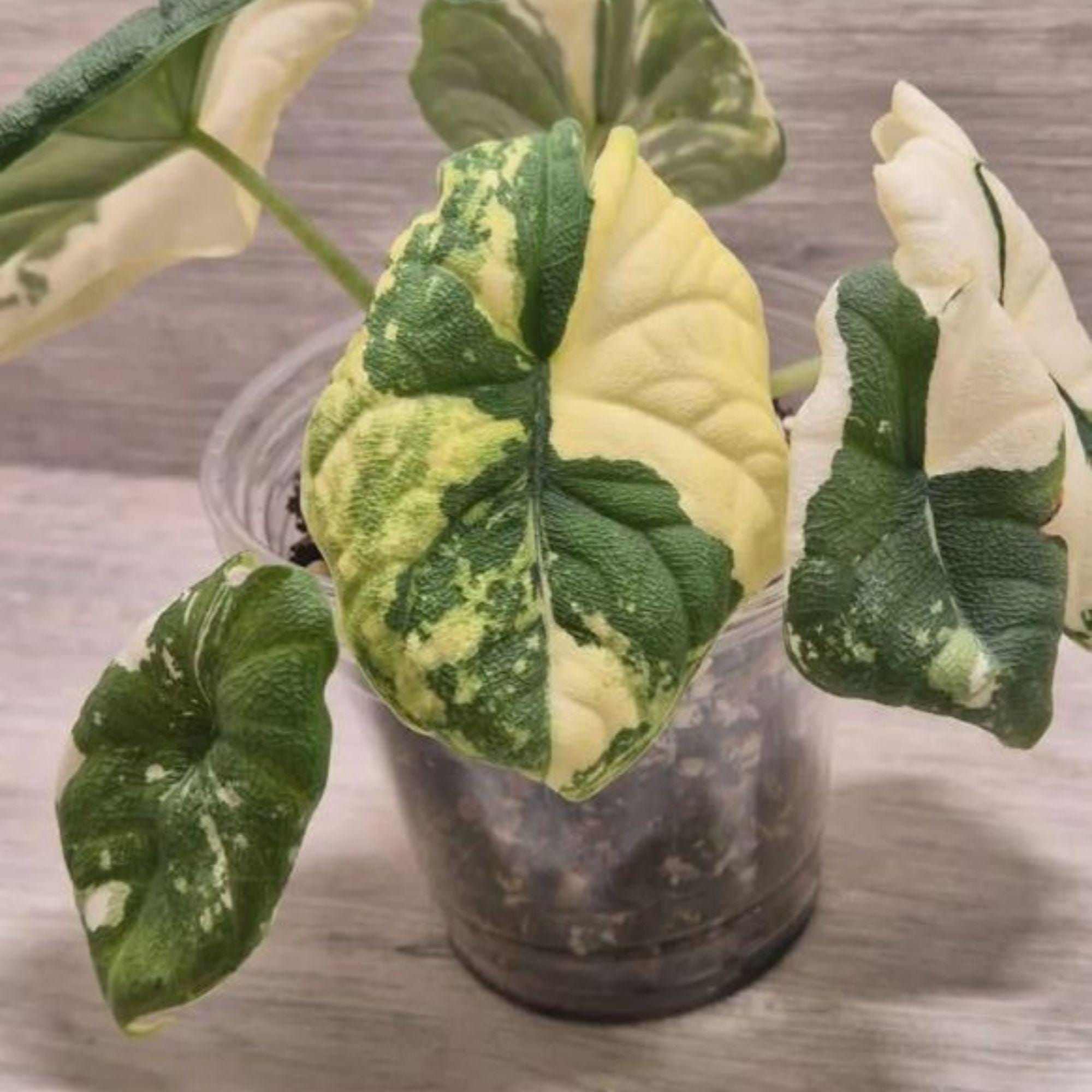 Alocasia melo albo - Etsy 日本