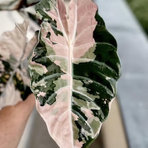 Alocasia chantrieri pink variegated - Etsy 日本