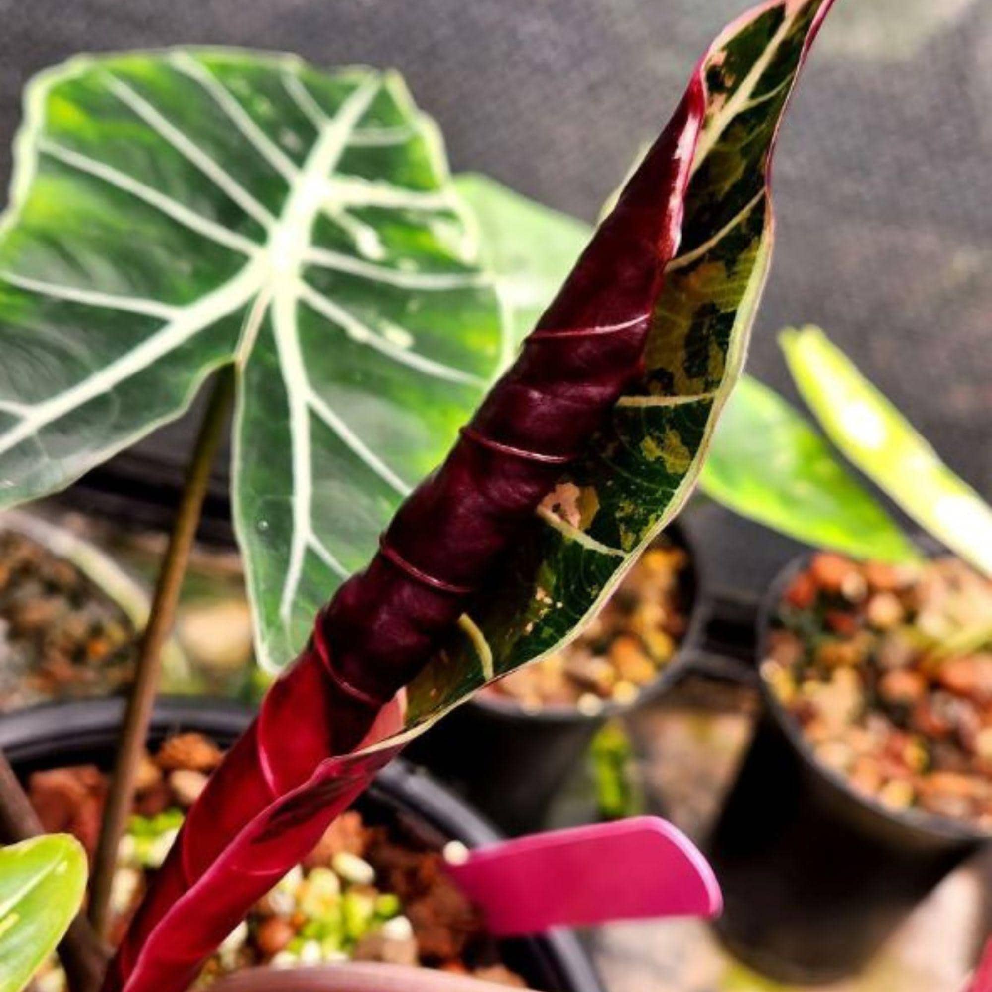 Alocasia longiloba - Etsy 日本