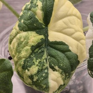 Alocasia melo albo - Etsy 日本