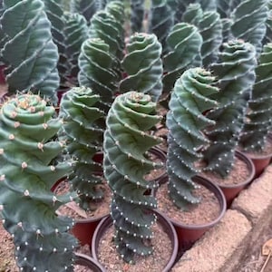 Cactus Espiral, Cereus Forbesii Spiralis, Cactus Tornado, Cereus Validus Spiralis, Cactus Raro