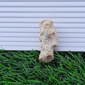 Forntida korallitsten/Naturhistorisk samlingsdel/Havets stenkoralit/Fossiliserat vitt korallprov. Vikt 95,45 karat
