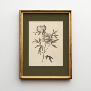 以下が含まれることがあります： グレーと白の色合いで描かれた、シャクヤクの花と葉の詳細なイラストが特徴の、額装された植物画。 このアートワークは、濃い緑色のマットと金色のフレームに囲まれており、クラシックな美しさを醸し出しています。