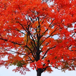 Puede incluir: Un árbol con hojas de otoño en tonos vibrantes. Las hojas son de un rojo brillante, con toques de naranja y amarillo, creando un contraste con las ramas oscuras y el cielo azul pálido. La forma del árbol es completamente visible.
