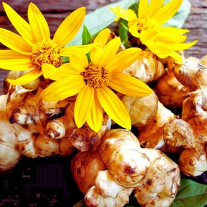 May include: Close-up of Jerusalem artichokes with bright yellow flowers. The flowers have multiple petals and a textured centre. The artichokes are a light brown colour and have a bumpy texture. Green leaves are also visible.