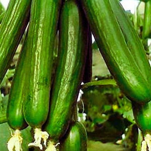 Può includere: Primo piano di diversi cetrioli verdi appesi a una vite. I cetrioli sono lunghi e cilindrici, con una superficie strutturata e una tonalità verde intenso. Sono visibili piccoli fiori bianchi.