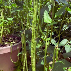 Può includere: Primo piano di una pianta di fagiolini lunghi, con diversi fagiolini lunghi e sottili che pendono. I fagiolini sono circondati da foglie e steli verdi, che crescono in un vaso marrone. L'immagine cattura la freschezza della verdura.