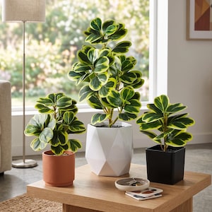 Artificial Heart Leaf Hoya Plant Faux Succulent Greenery Decor, Small Fake Desktop Plant for Home Office Decor, (Without Pot)