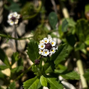 Froschfrucht (Turkey Tangle) Lebende Pflanzenstecklinge - Sich schnell ausbreitende einheimische Bodenbedeckung für Bestäuber, trockenheitsresistente Texas Hardy Staude