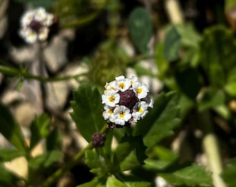 Esquejes de planta viva de fruto de rana (enredo de pavo): cobertura vegetal nativa de rápida propagación para polinizadores, planta perenne resistente a la sequía de Texas.