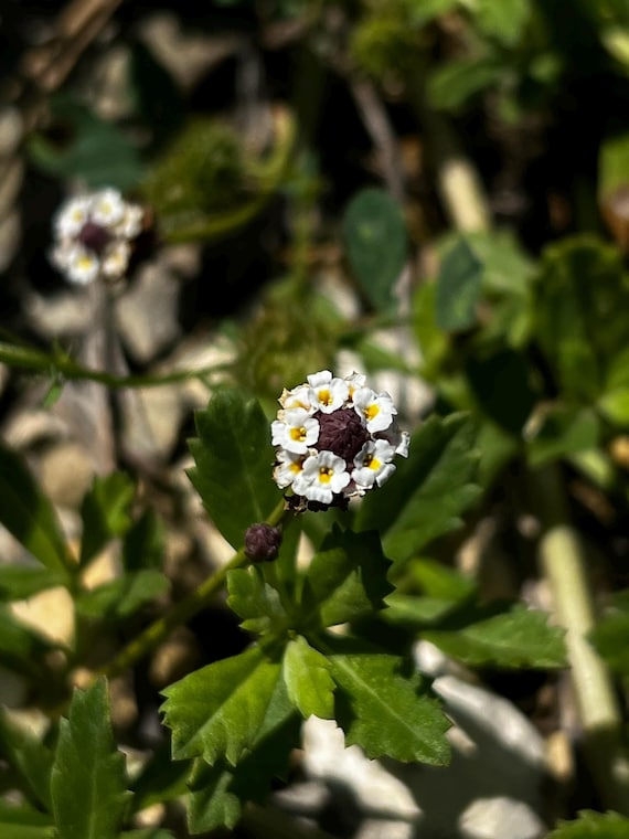 Frog Fruit (Turkey Tangle) Live Plant Cuttings – Fast-Spreading Native Ground Cover for Pollinators, Drought-Tolerant Texas Hardy Perennial