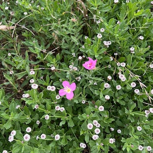 May include: A close-up shot of a patch of green plants with small white flowers and a few vibrant pink flowers. The pink flowers have a yellow center. The image is taken outdoors in natural light.