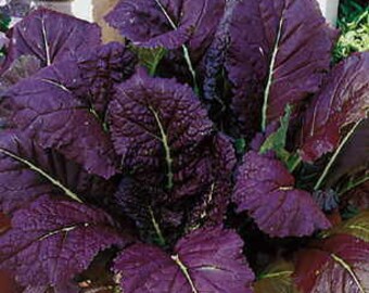 200+ Mustard Japanese Giant Red seeds Non-GMO Free GIFT Heat and Cold Tolerant Organic| Top Seed Bank