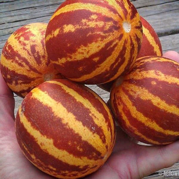 Rich Sweetness 132 Melon Seeds heirloom seeds RARE seeds 15 seeds