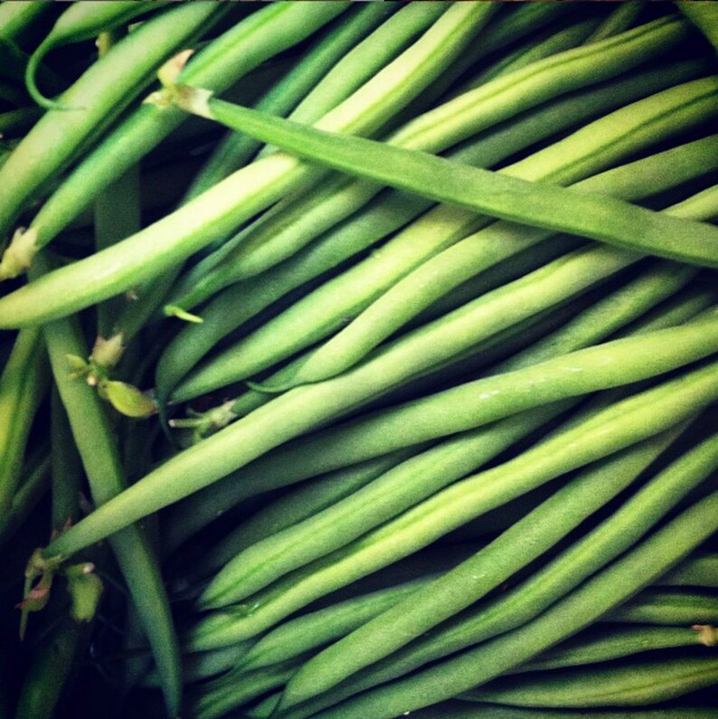 Nickel Bean Seeds HARICOT VERTS Seeds French Filet Bean Seeds Etsy