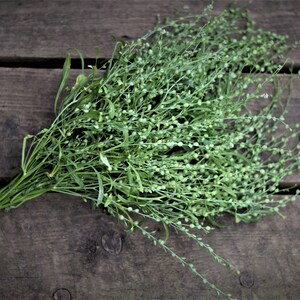 Wrinkled Crinkled Crumpled' Cress – Experimental Farm Network Seed