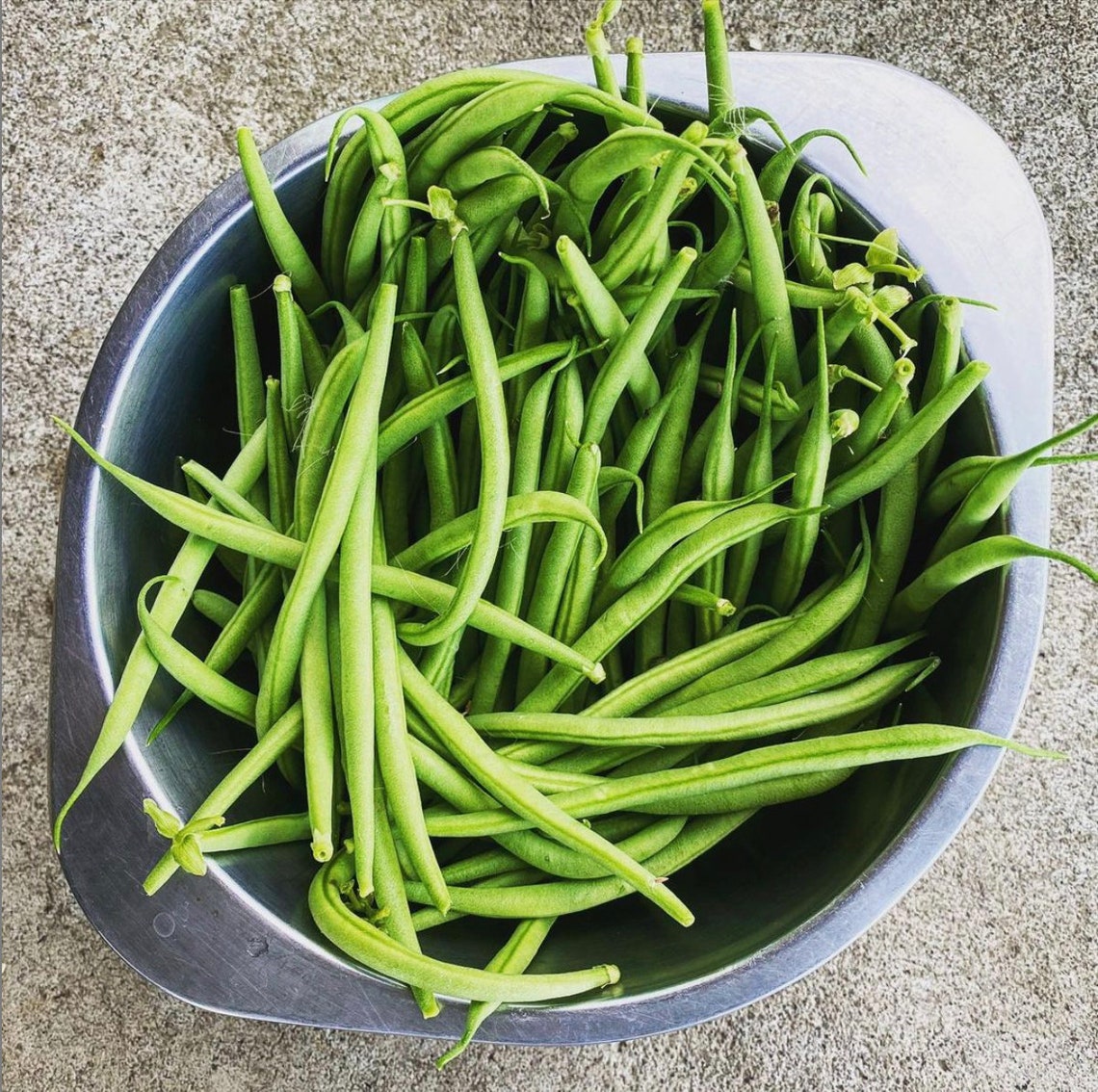 Nickel Bean Seeds HARICOT VERTS Seeds French Filet Bean Seeds Etsy UK