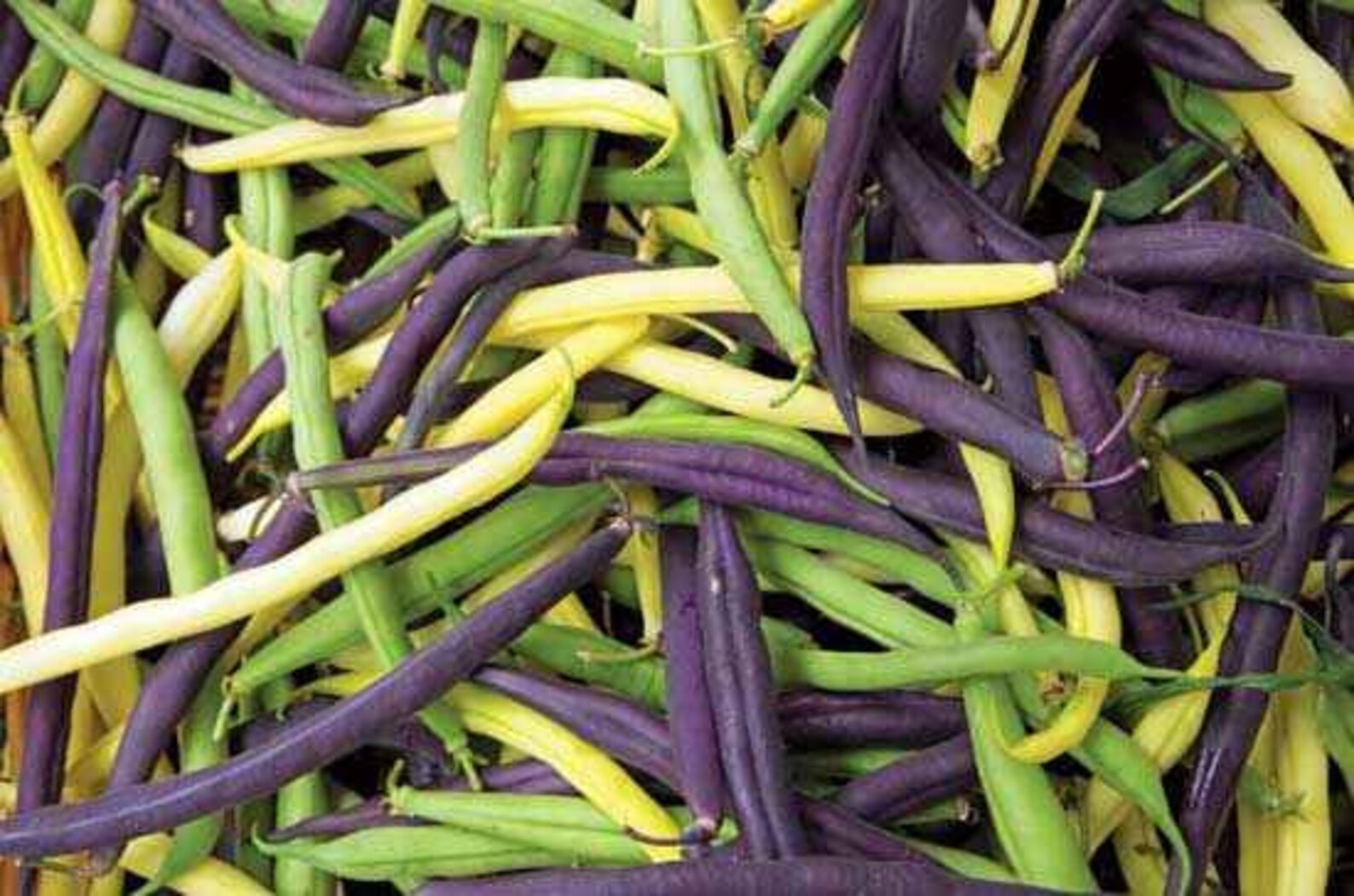 French Bean Mix Seeds Haricot Vert Seeds Filet Bean Seeds Etsy