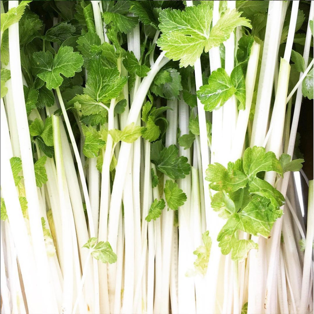 White Celery Seeds Heirloom Open Pollinated Chinese Cutting Etsy