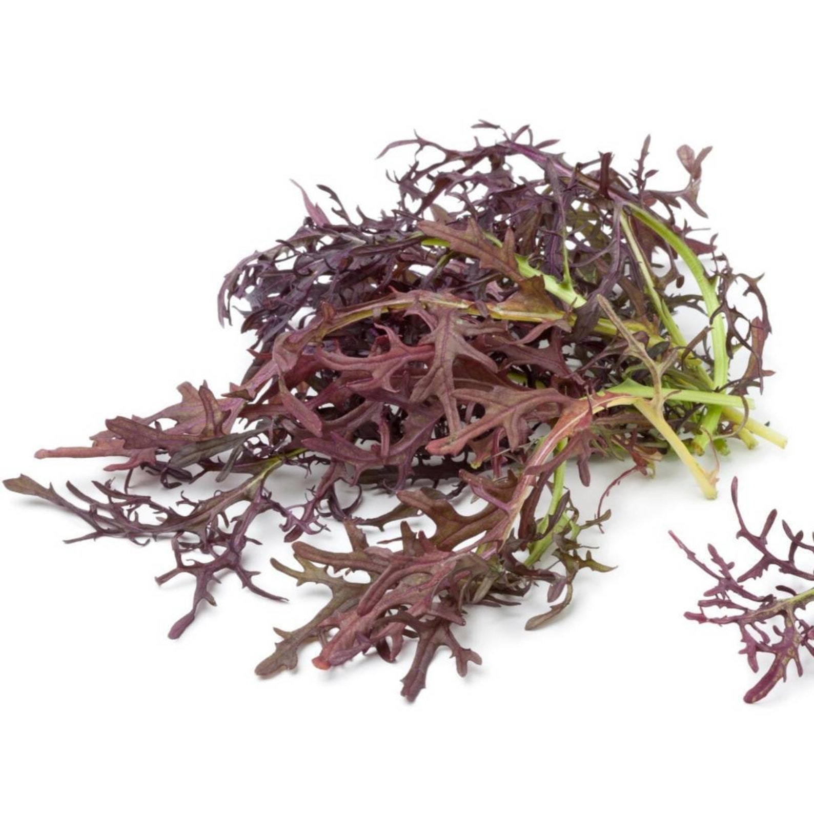 Ruby Streaks Seeds Ruby Streaks Mustard Green Seeds Salad Etsy