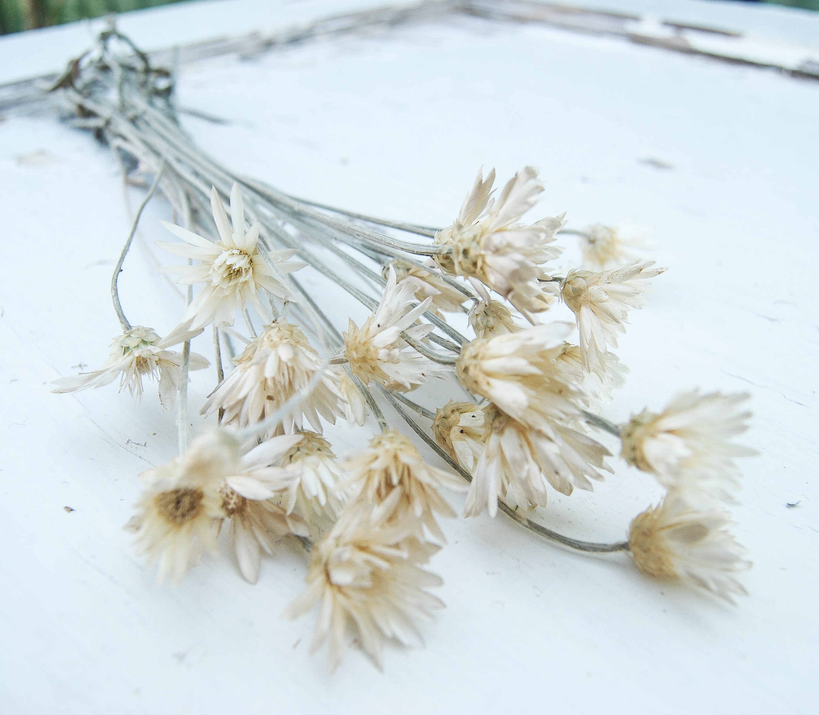 Xeranthemum - Etsy