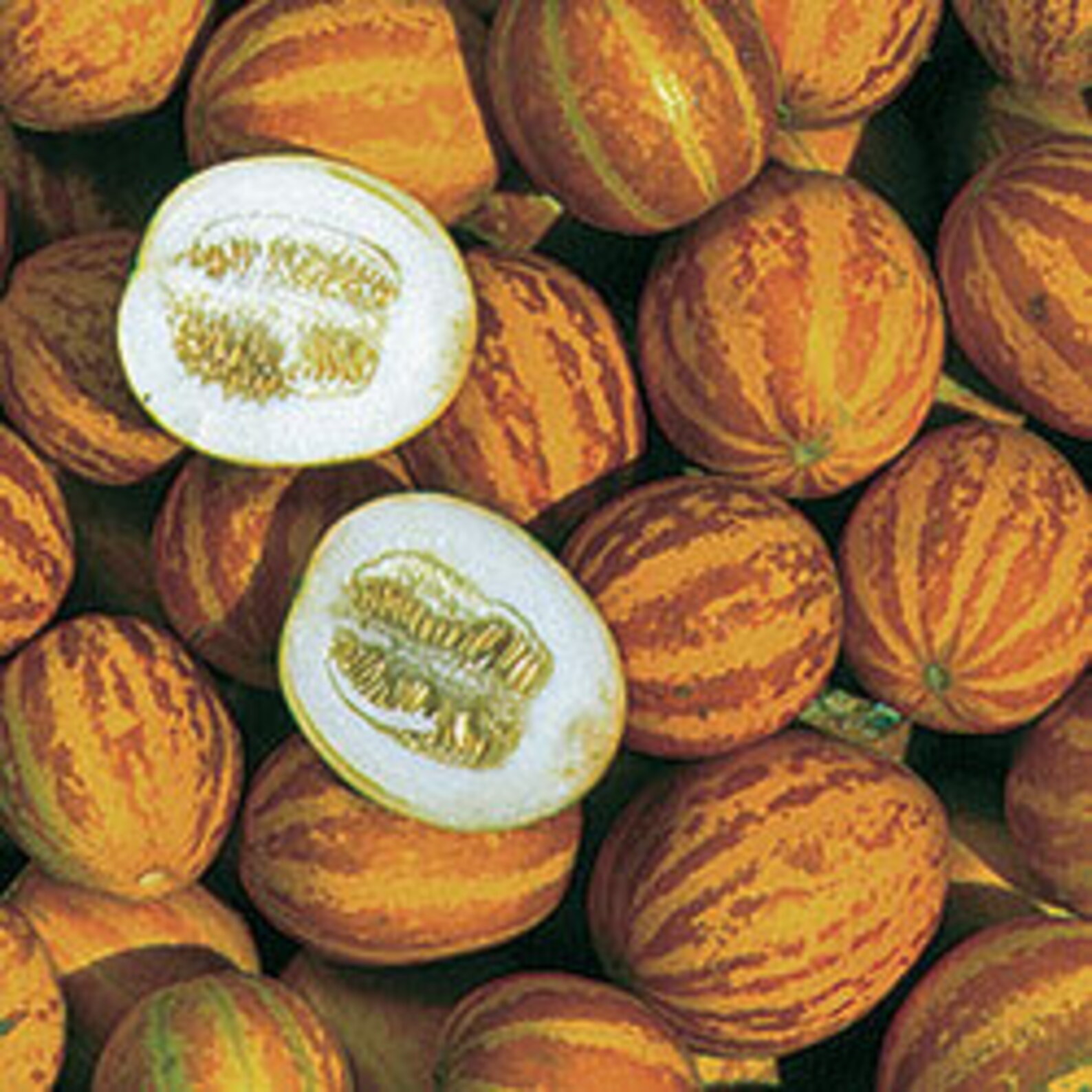 Queen Anne's Pocket Melon Seeds Mii Melon Seeds Kids Etsy