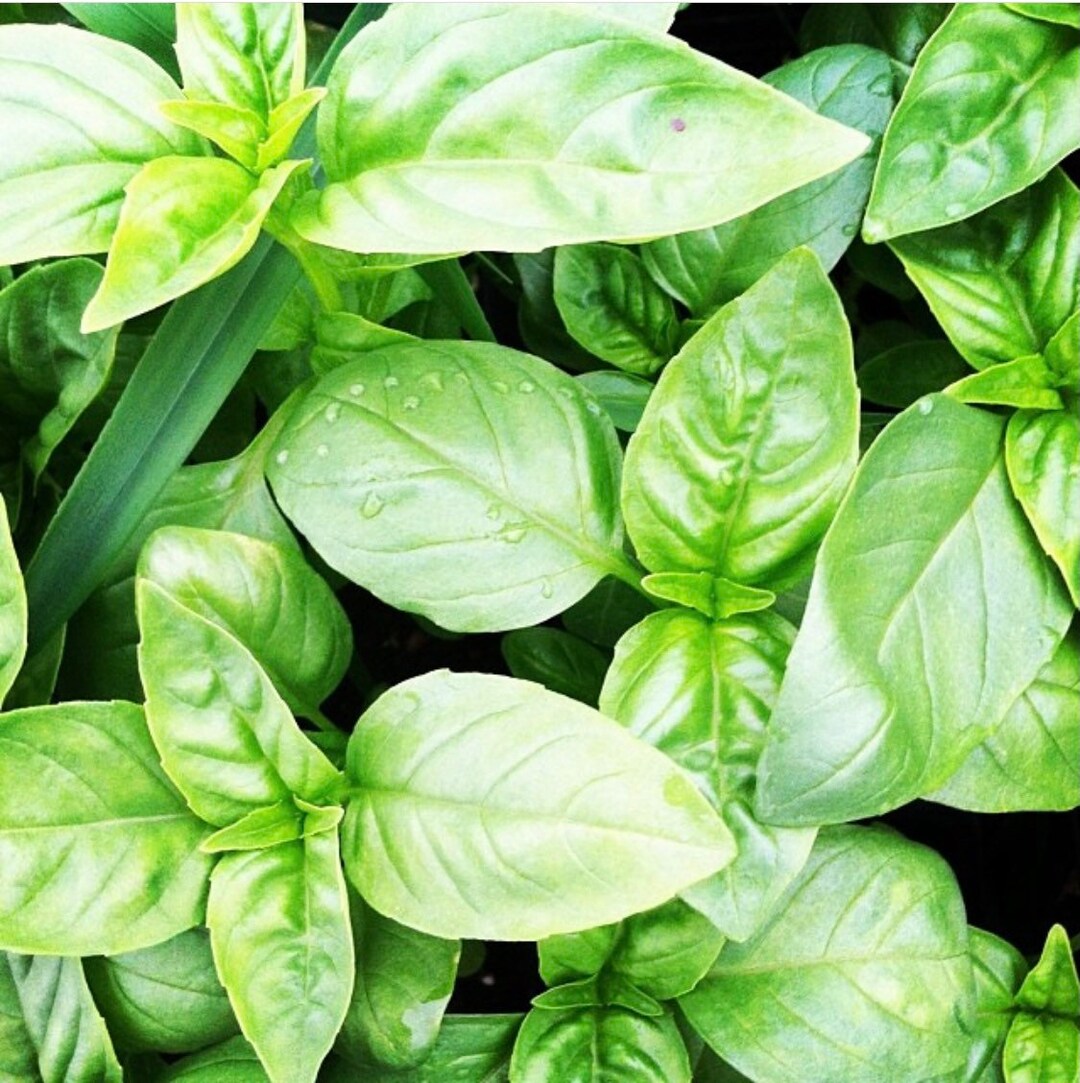 Compact GENOVESE Basil Seeds Sweet Basil Seeds Container Etsy