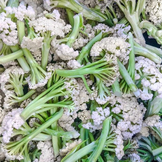 Germination Graines De Chou Fleur Vert Tige Chou Fleur Etsy Germination Graines De Chou Fleur Vert Tige Chou Fleur Etsy