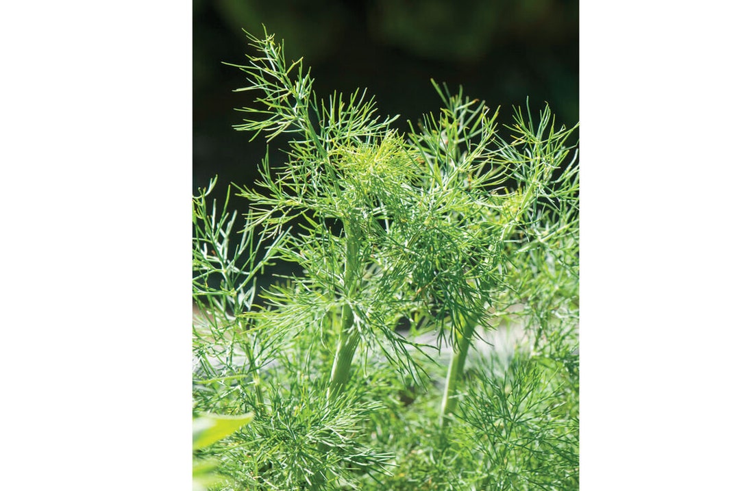 Fernleaf Dill Seeds 50 Seeds Culinary Herb Seeds Edible Flower Etsy