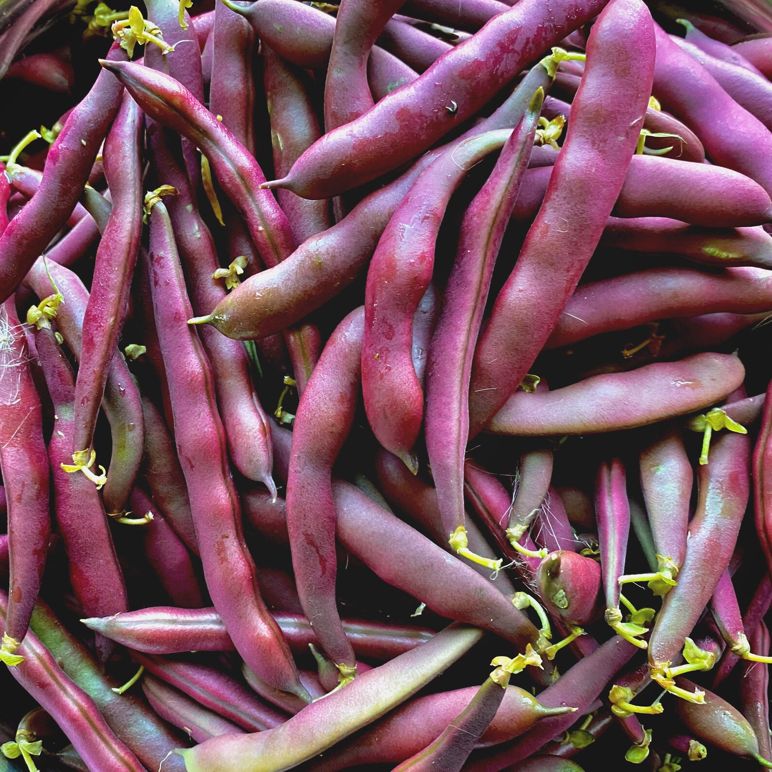 red swan beans red swan beans