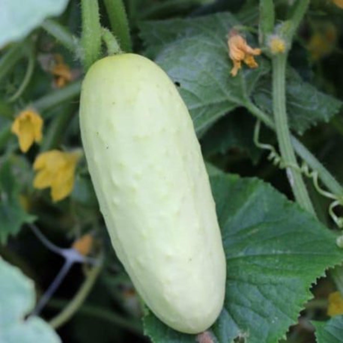 Salt and Pepper cucumber seeds Pickling Cucumber Seeds RARE Etsy